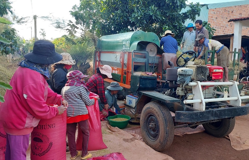 Người dân xã Nghĩa Hưng( huyện Chư Păh) thu hoạch lúa vụ mùa 2023. Ảnh: N.D