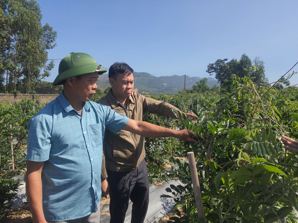 Quảng Ninh: Đẩy mạnh các mô hình kinh tế nông nghiệp tập thể Quảng Ninh: Đẩy mạnh các mô hình kinh tế nông nghiệp tập thể