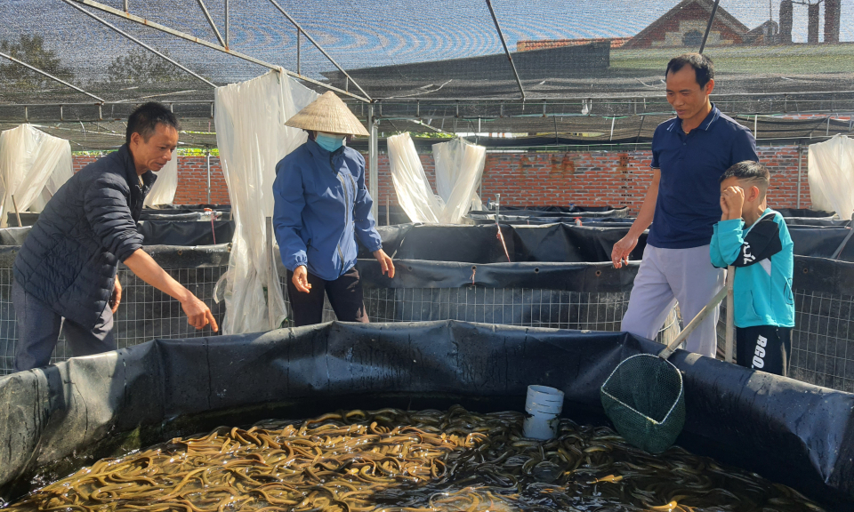 Quảng Ninh: Đẩy mạnh các mô hình kinh tế nông nghiệp tập thể Quảng Ninh: Đẩy mạnh các mô hình kinh tế nông nghiệp tập thể