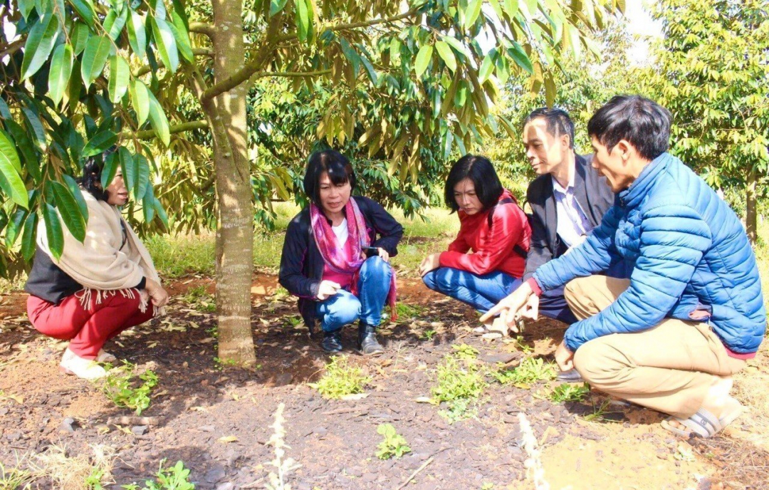 Đắk Lắk: Huyện Krông Búk cần tăng cường đối thoại với hội viên nông dân Hội Nông dân tỉnh thăm mô hình trồng sầu riêng