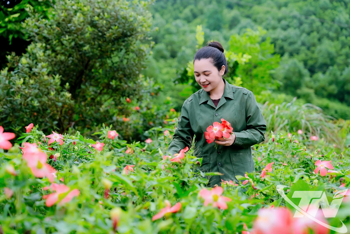 Thái Nguyên: Hướng đi mới từ cây sâm Bố Chính Thái Nguyên: Hướng đi mới từ cây sâm Bố Chính