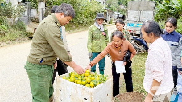 Thái Nguyên: Ngọt lành vị quả, ấm no lòng người