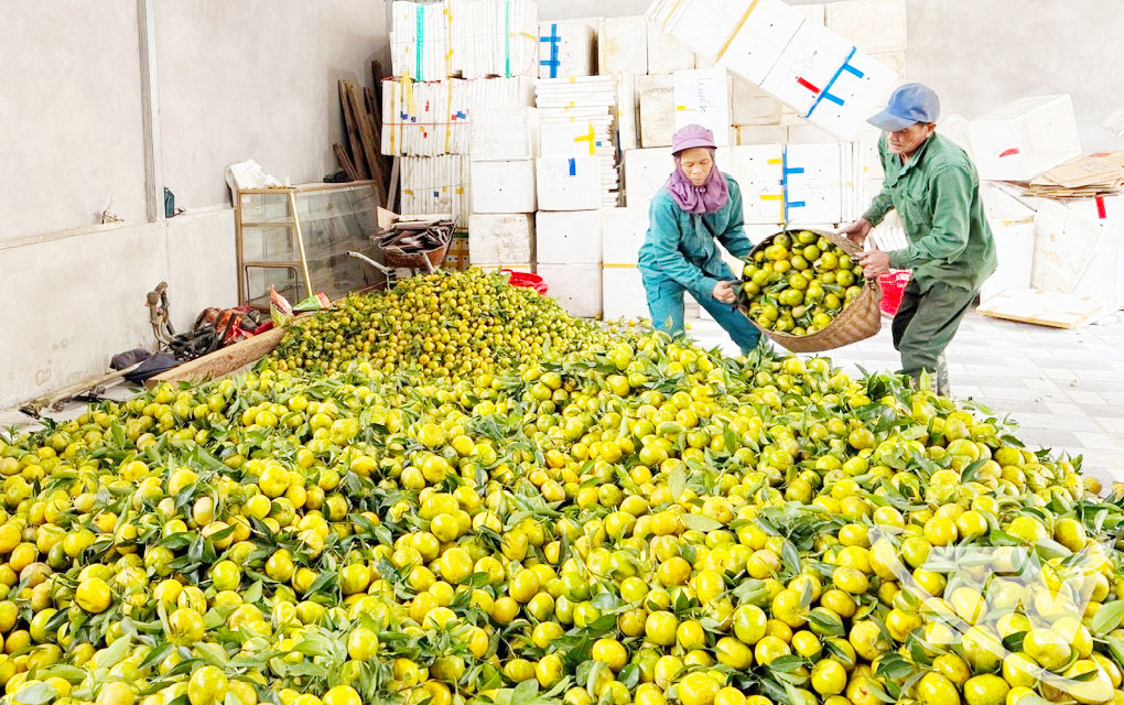 Thái Nguyên: Ngọt lành vị quả, ấm no lòng người