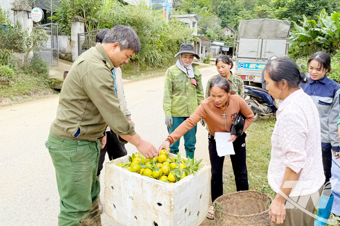 Thái Nguyên: Ngọt lành vị quả, ấm no lòng người