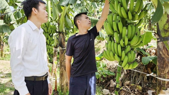 Thái Nguyên: Chuối tiêu hồng phủ xanh vườn đồi Quân Chu