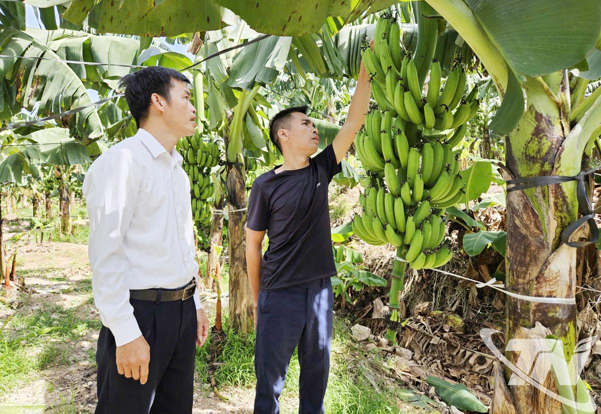 Thái Nguyên: Chuối tiêu hồng phủ xanh vườn đồi Quân Chu