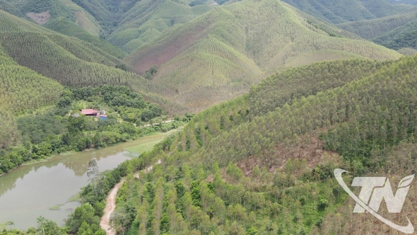 Thái Nguyên: Làm giàu từ rừng ở Văn Hán