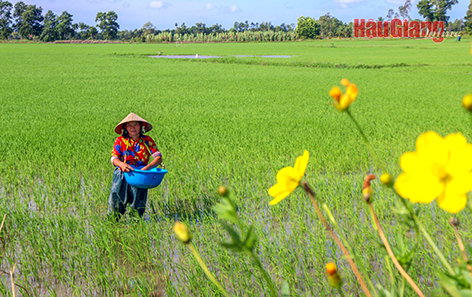 Hậu Giảng: Sản xuất nông nghiệp giảm phát thải