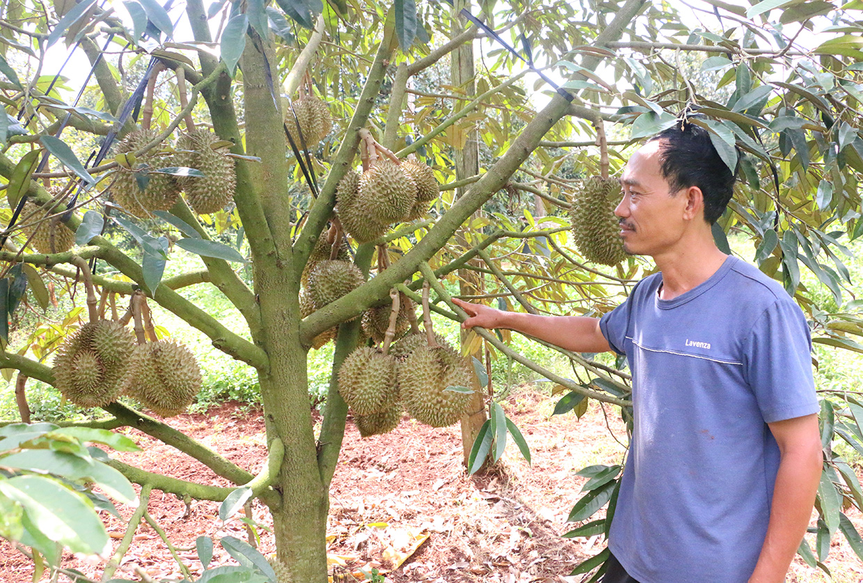 Gia Lai: Nông nghiệp Chư Sê duy trì đà tăng trưởng Diễn biến thời tiết thuận lợi cùng với việc ứng dụng các tiến bộ của khoa học kỹ thuật vào sản xuất nên vườn sầu riêng của anh Thiện luôn cho năng suất, chất lượng cao. Ảnh: Quang Tấn