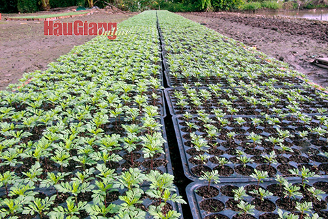 Hậu Giang: Kỳ vọng trúng mùa hoa tết