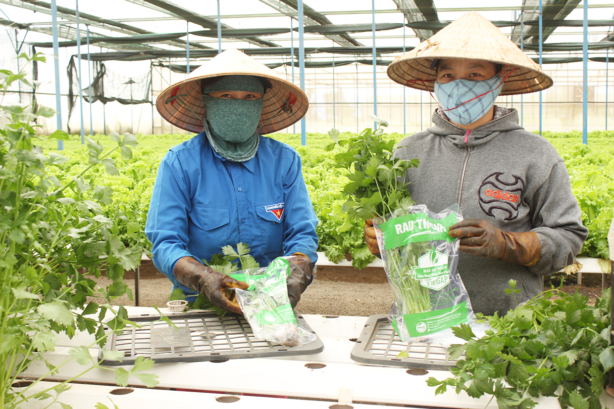 Gia Lai: Tăng khả năng cạnh tranh của sản phẩm rau, hoa, cây ăn quả Công ty TNHH một thành viên Hương Đất An Phú (TP. Pleiku) ứng dụng tiến bộ khoa học công nghệ vào trồng rau thủy canh. Ảnh: Nguyễn Diệp