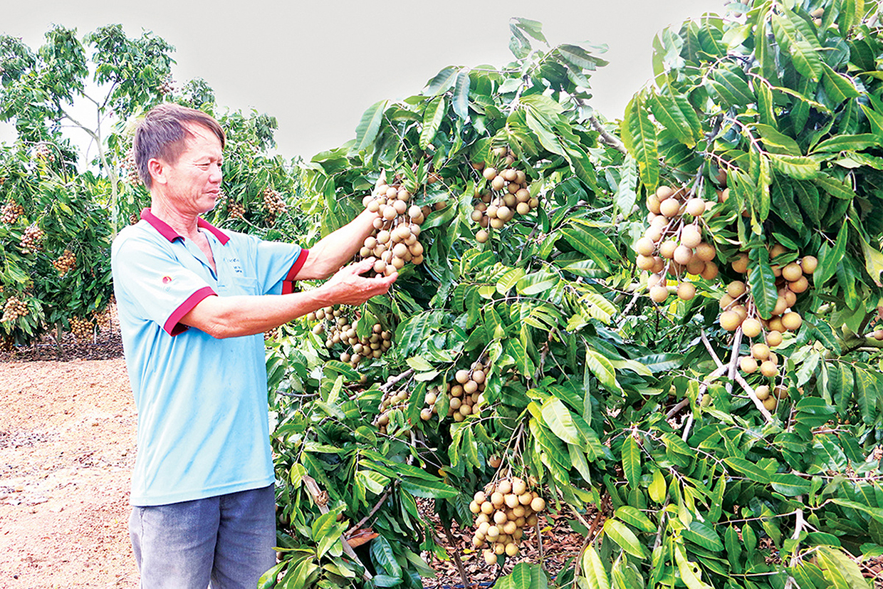 Gia Lai: Xây dựng vùng chuyên canh cây ăn quả theo chuỗi giá trị Mô hình trồng nhãn của nông dân huyện Kông Chro đem lại thu nhập cao. Ảnh: Ngọc Sang