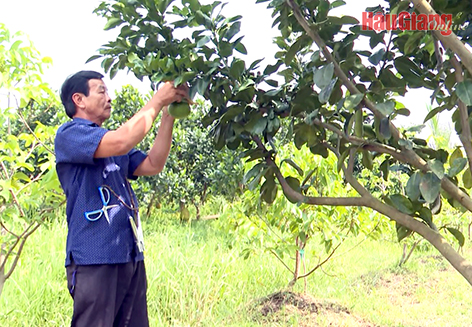 Nâng tầm giá trị từ bưởi tạo hình Nâng tầm giá trị từ bưởi tạo hình