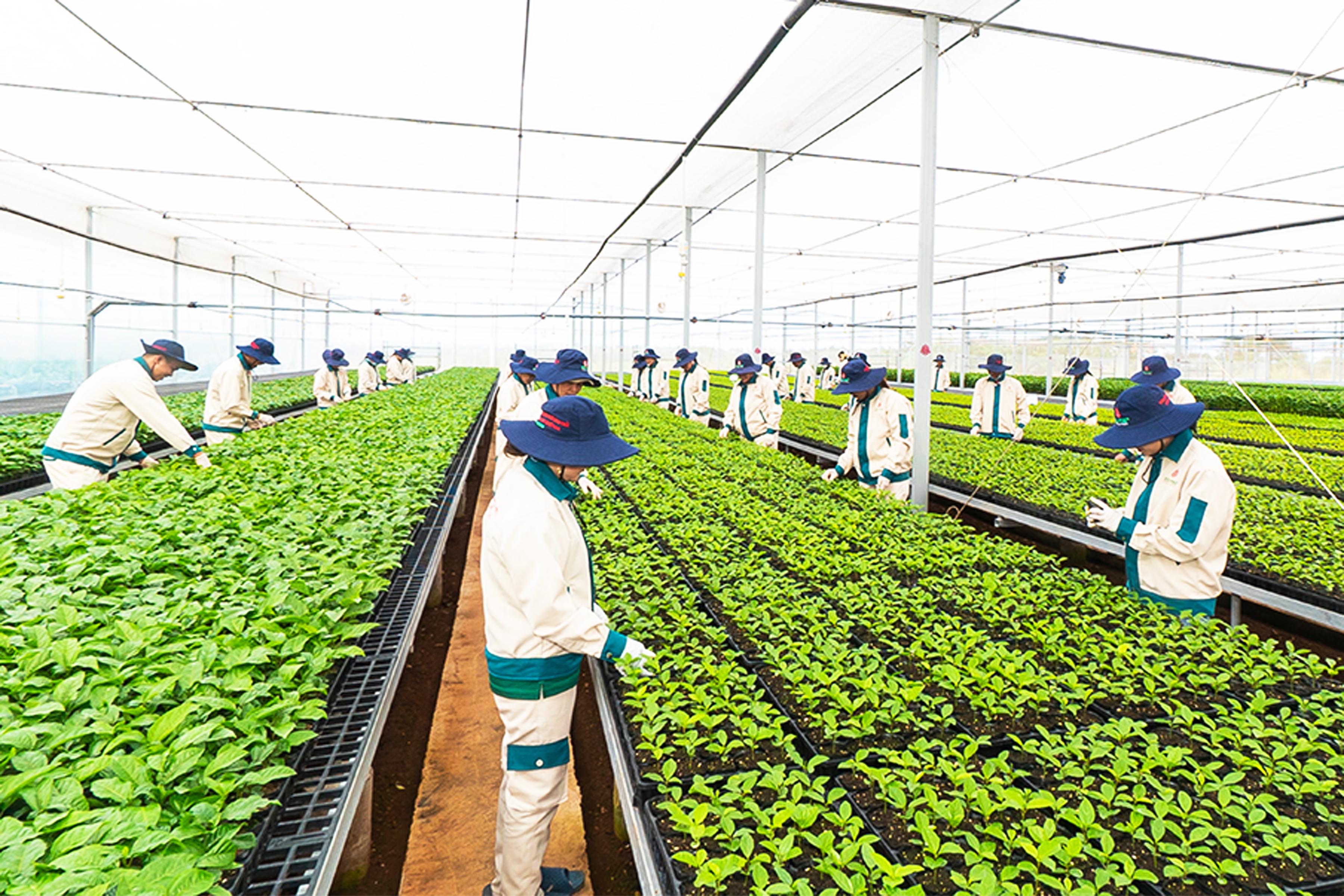 Gia Lai: Chanh dây nâng cao chất lượng, mở rộng thị trường