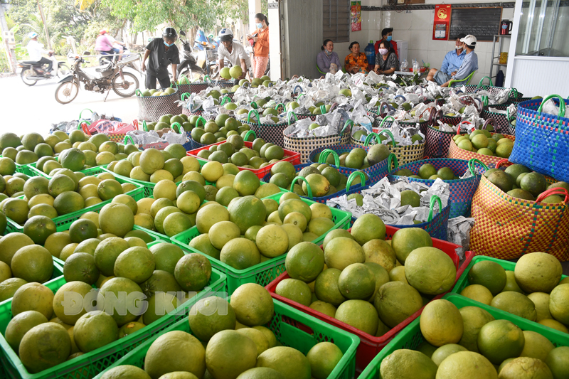 Thu mua bưởi da xanh xuất khẩu ở Mỏ Cày Bắc. Ảnh: Hữu Hiệp