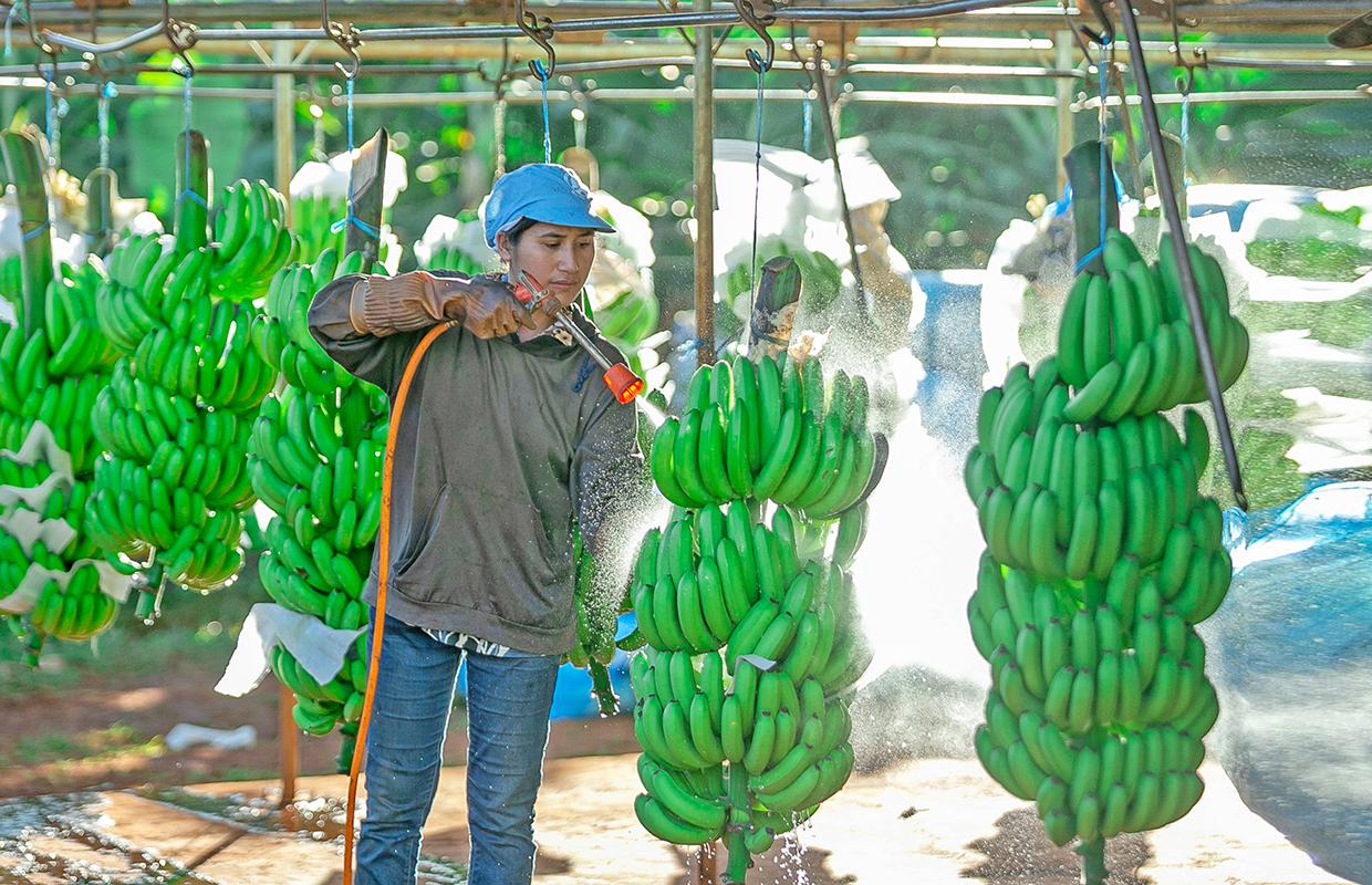 Công nhân Công ty cổ phần Nông nghiệp công nghệ cao Hưng Sơn (huyện Đak Đoa) sơ chế chuối để xuất khẩu. Ảnh: Quốc Nguyễn