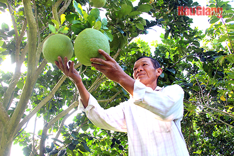 Nhiều kênh kết nối tiêu thụ nông sản Nhiều kênh kết nối tiêu thụ nông sản