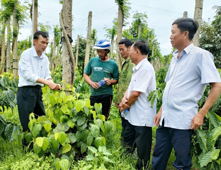 Ông Trần Quang Sơn (bìa trái; xã Nam Yang, huyện Đak Đoa) chia sẻ kinh nghiệm sản xuất tiêu xanh trái vụ cho các nông hộ khác. Ảnh: S.C