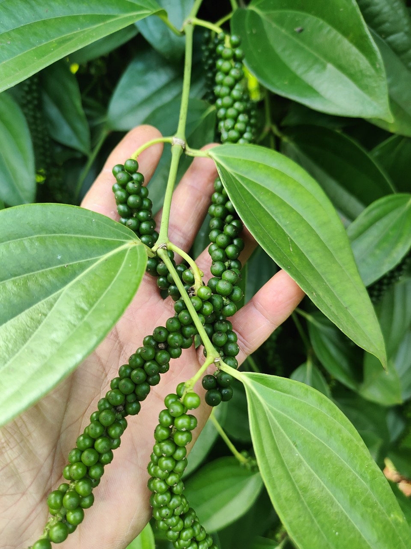 Tiêu chuỗi xanh thương phẩm phải đảm bảo độ đồng đều hạt, chuỗi dài, thu hái đúng kỳ để đạt hương vị và phẩm chất. Ảnh: S.C