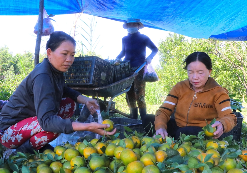 Bà Nguyễn Thị Sự (bìa phải; thôn An Điền Nam, xã Cửu An, thị xã An Khê) phân loại quýt để cung ứng ra thị trường. Ảnh: A.P