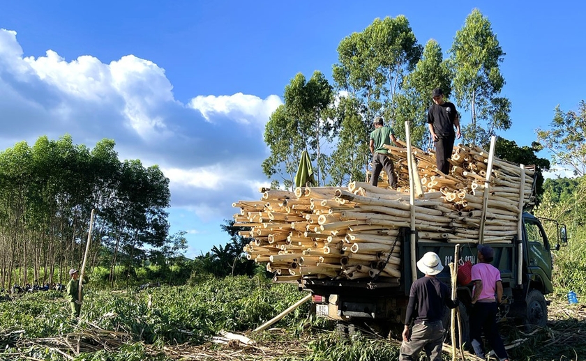 Người dân xã Lơ Ku (huyện Kbang) khai thác diện tích rừng trồng. Ảnh: Minh Phương Người dân xã Lơ Ku (huyện Kbang) khai thác diện tích rừng trồng. Ảnh: Minh Phương