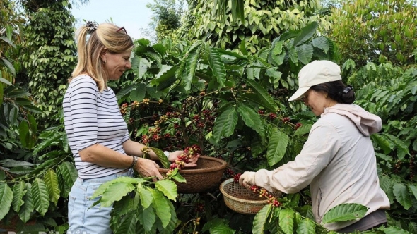 Đắk Lắk: Du lịch mùa thu hoạch cà phê - tại sao không?