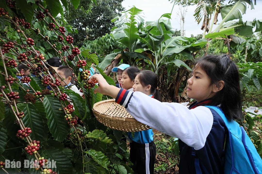 Đắk Lắk: Du lịch mùa thu hoạch cà phê - tại sao không?