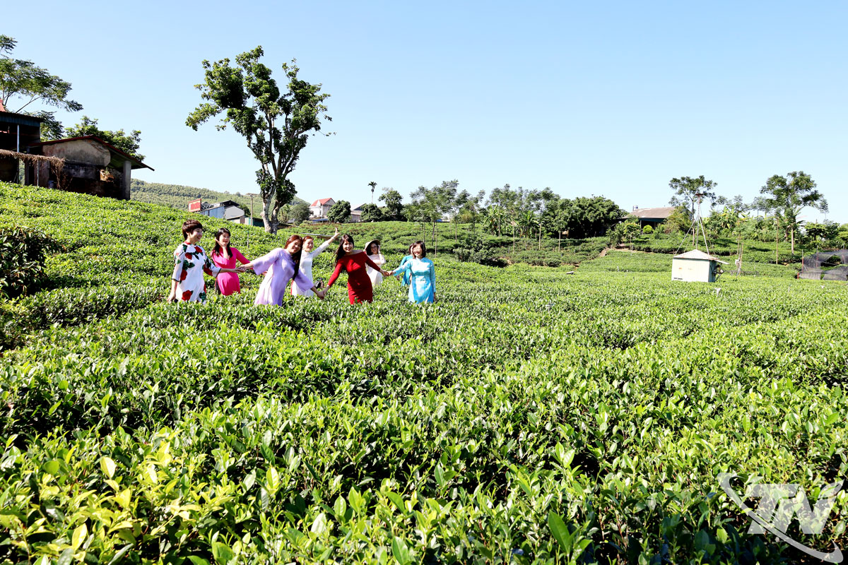 Thái Nguyên: Nâng tầm sản phẩm chè Tân Cương