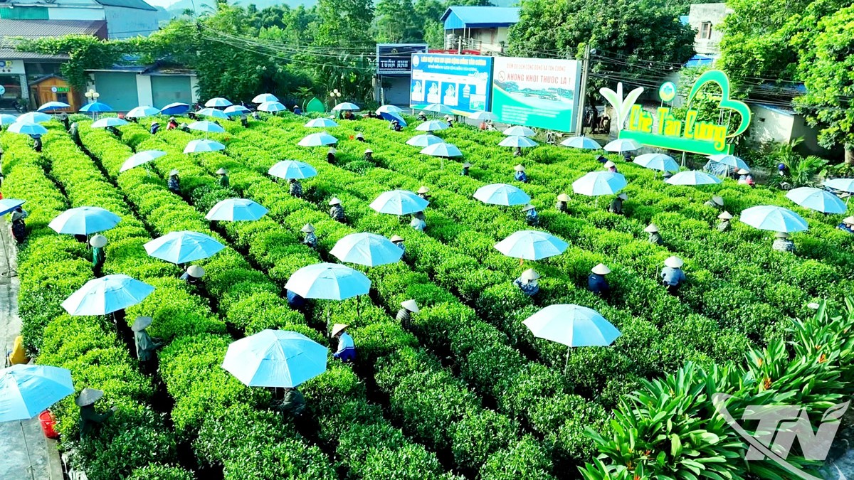 Thái Nguyên: Xây dựng vùng chè nguyên liệu chất lượng cao