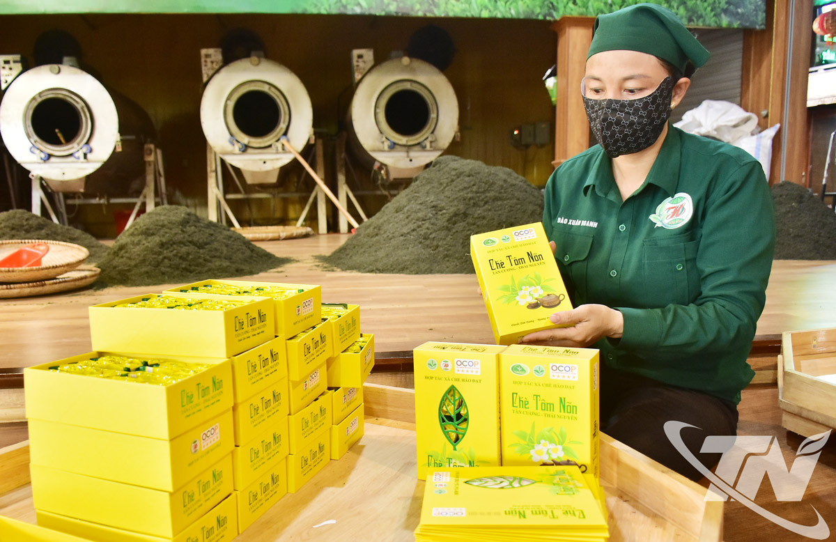 Thái Nguyên: Xây dựng vùng chè nguyên liệu chất lượng cao