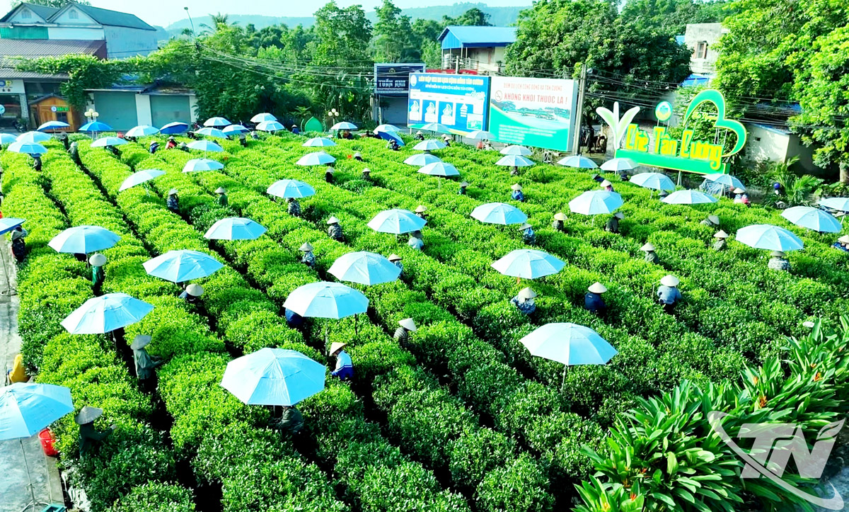 Thái Nguyên: Xây dựng vùng chè nguyên liệu chất lượng cao