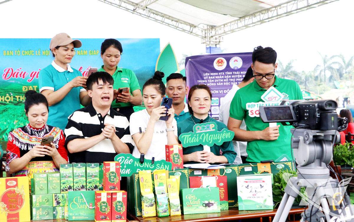 Thái Nguyên: Xây dựng vùng chè nguyên liệu chất lượng cao