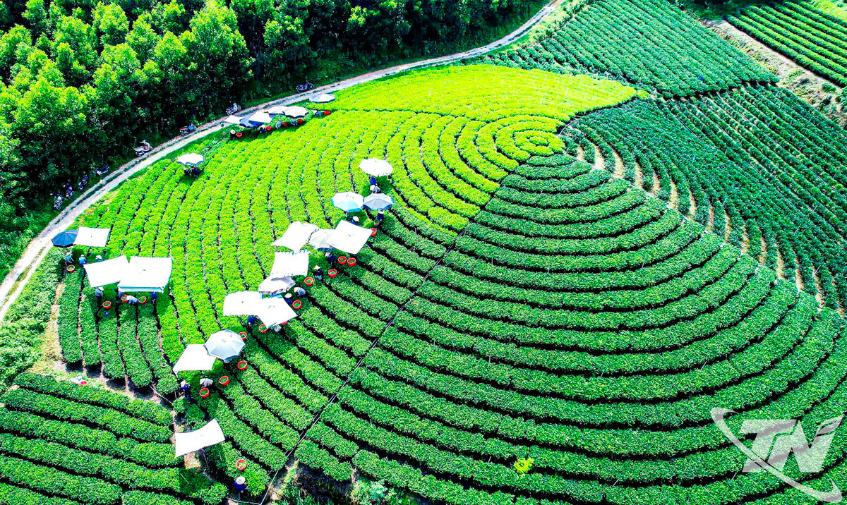 Thái Nguyên: Bản hòa ca của trà, văn hóa và du lịch Thái Nguyên: Bản hòa ca của trà, văn hóa và du lịch