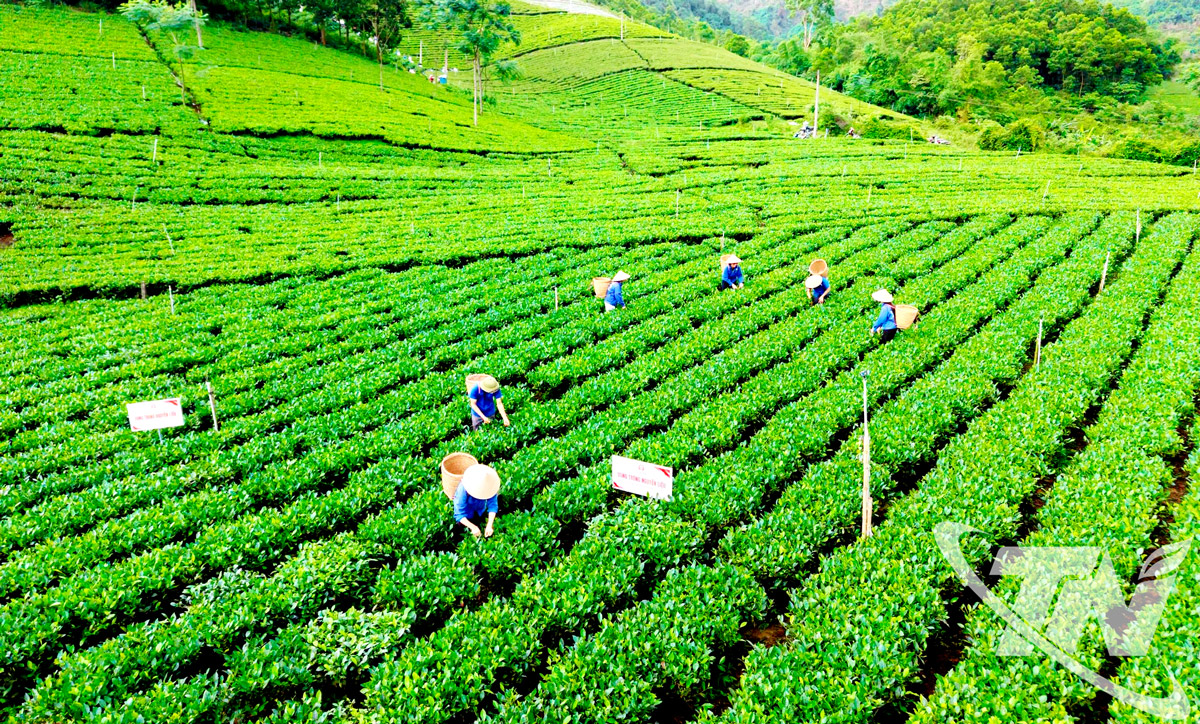 Thái Nguyên: Bản hòa ca của trà, văn hóa và du lịch Thái Nguyên: Bản hòa ca của trà, văn hóa và du lịch