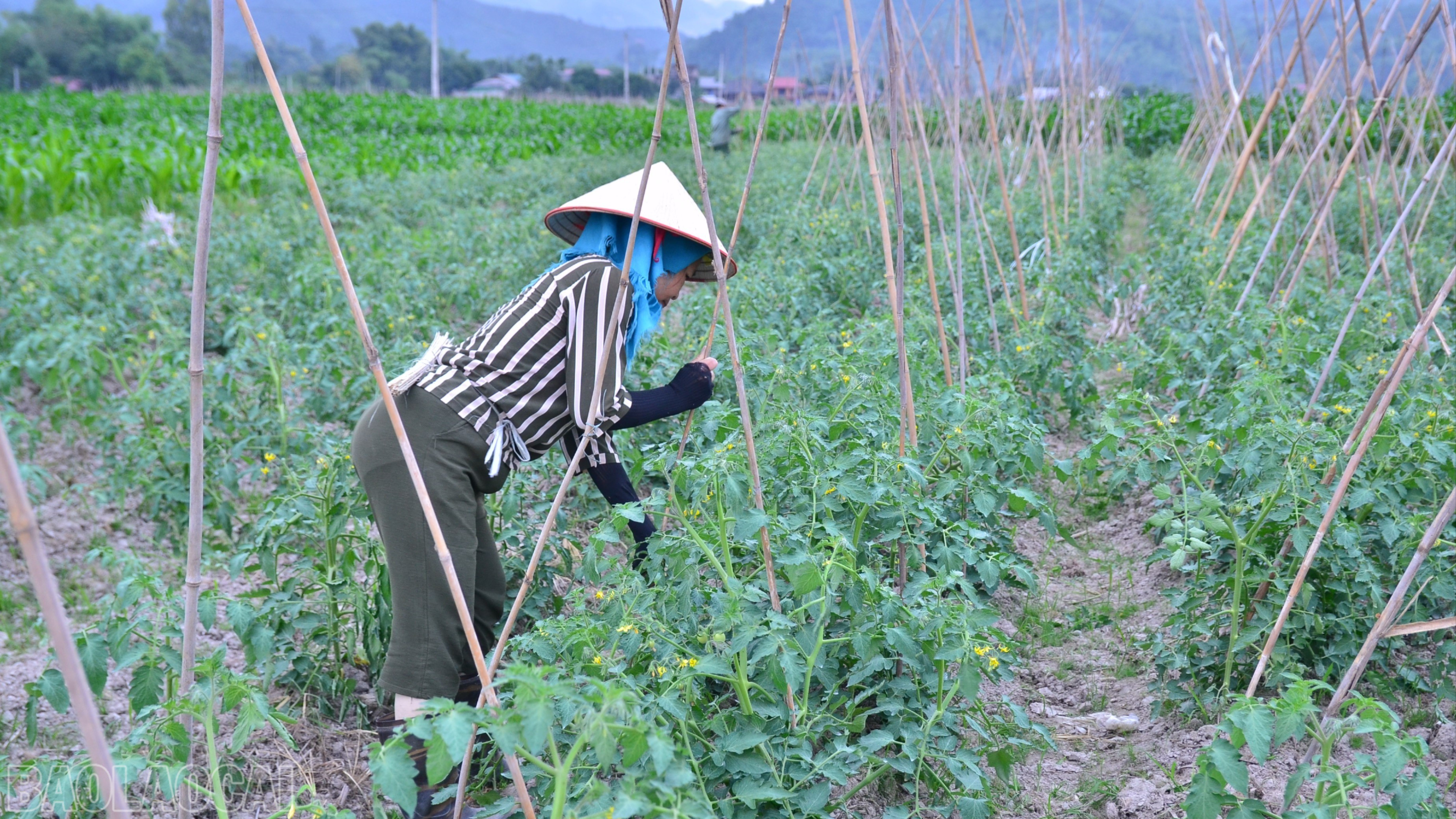 Lào Cai: Cầu Thia nâng cao giá trị cây trồng vụ đông Lào Cai: Cầu Thia nâng cao giá trị cây trồng vụ đông