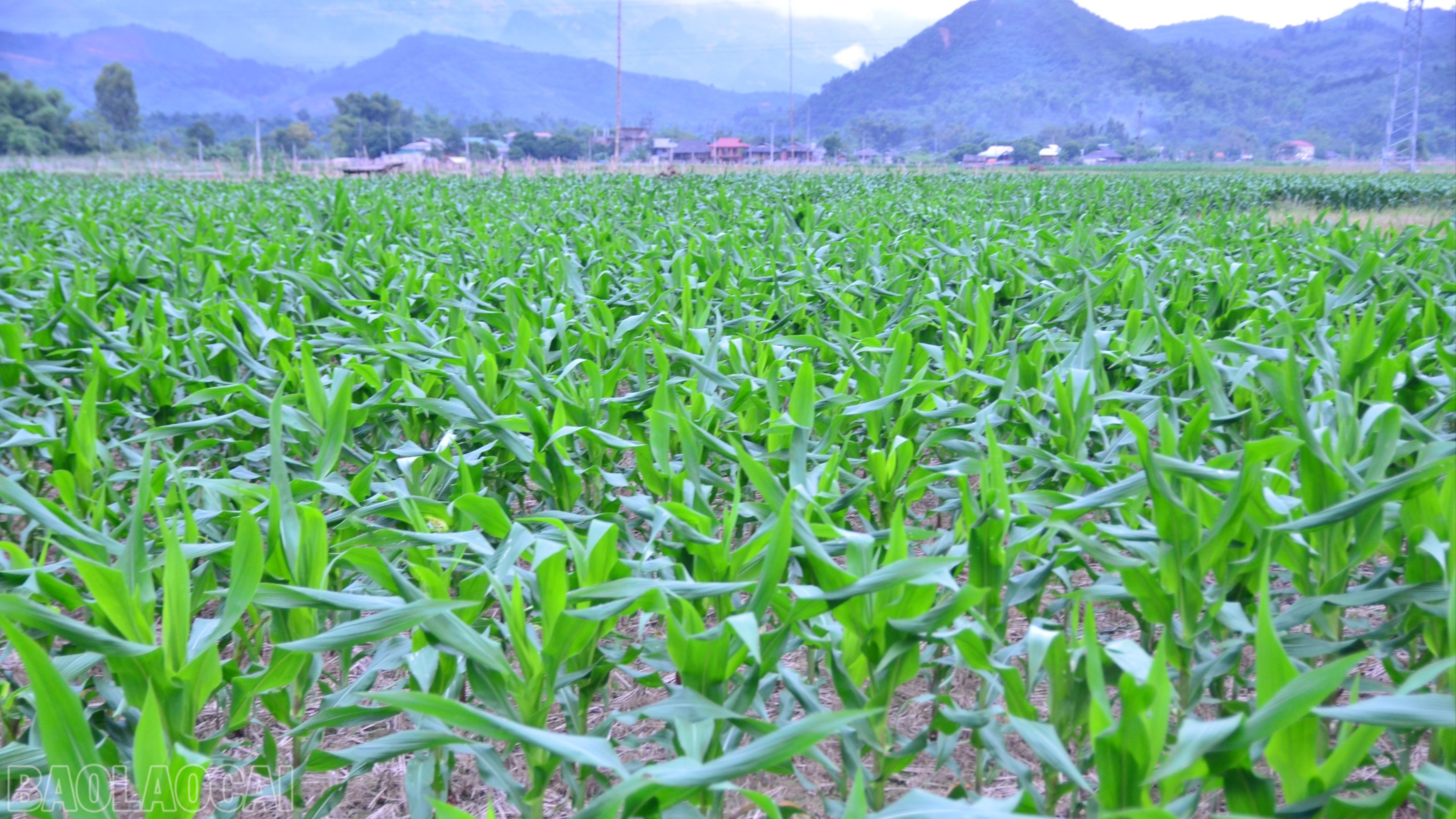 Lào Cai: Cầu Thia nâng cao giá trị cây trồng vụ đông Lào Cai: Cầu Thia nâng cao giá trị cây trồng vụ đông