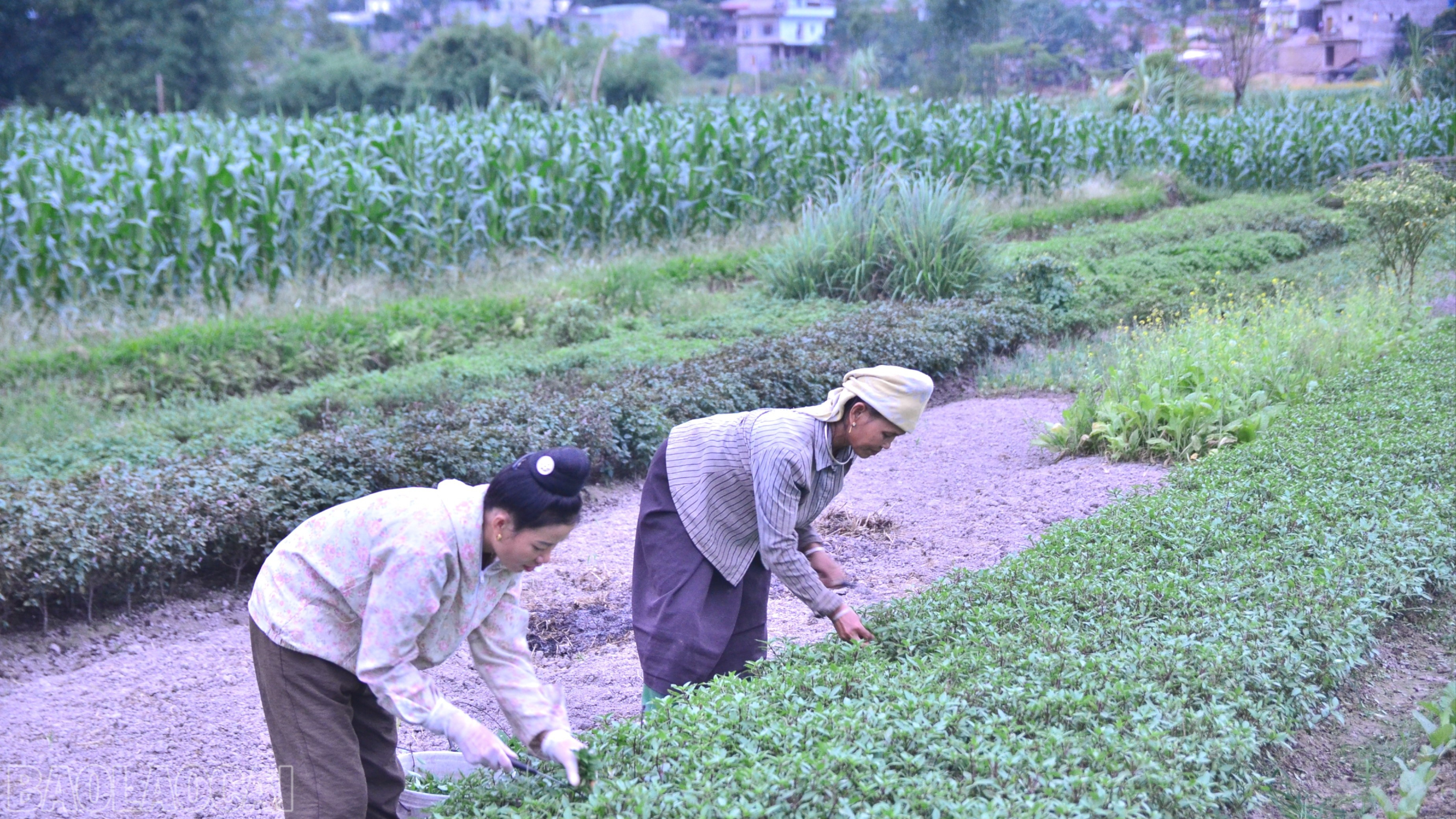Lào Cai: Cầu Thia nâng cao giá trị cây trồng vụ đông Lào Cai: Cầu Thia nâng cao giá trị cây trồng vụ đông