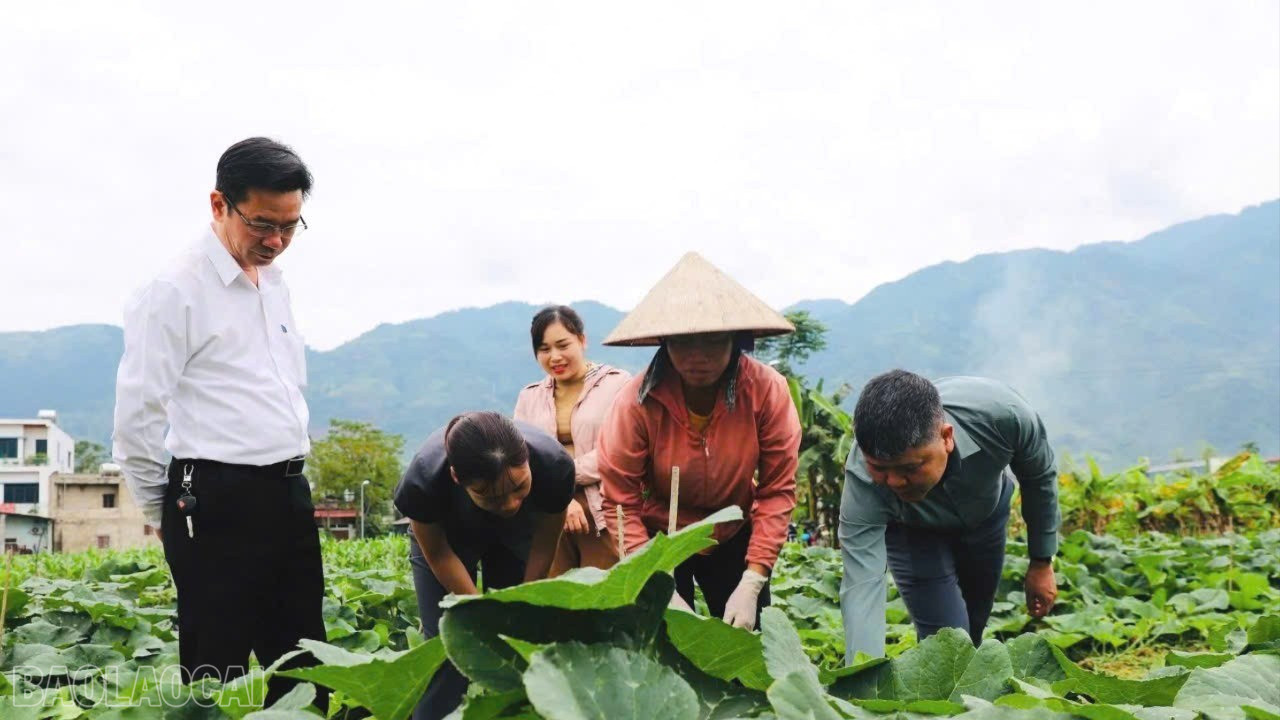 Lào Cai: Cầu Thia nâng cao giá trị cây trồng vụ đông Lào Cai: Cầu Thia nâng cao giá trị cây trồng vụ đông