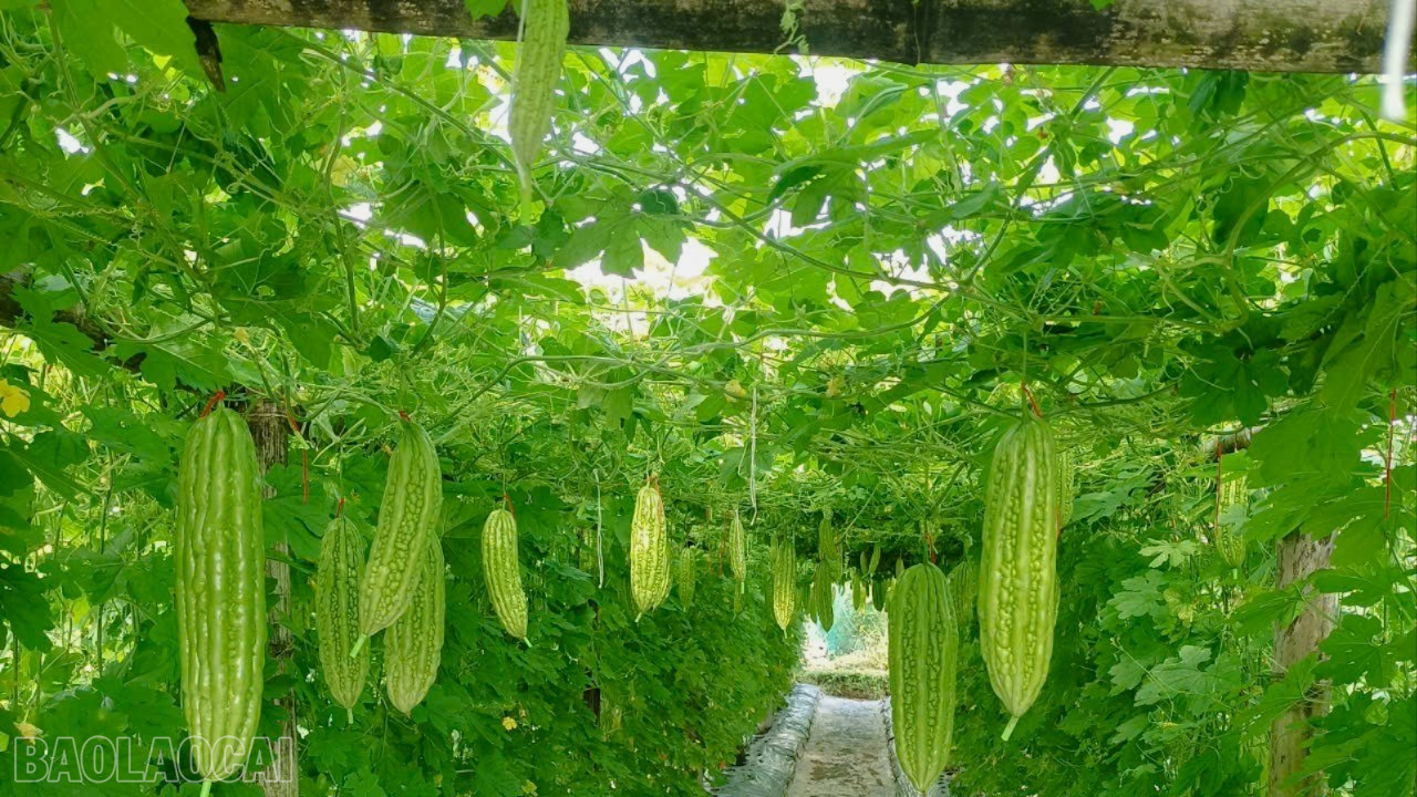 Lào Cai: Cầu Thia nâng cao giá trị cây trồng vụ đông Lào Cai: Cầu Thia nâng cao giá trị cây trồng vụ đông