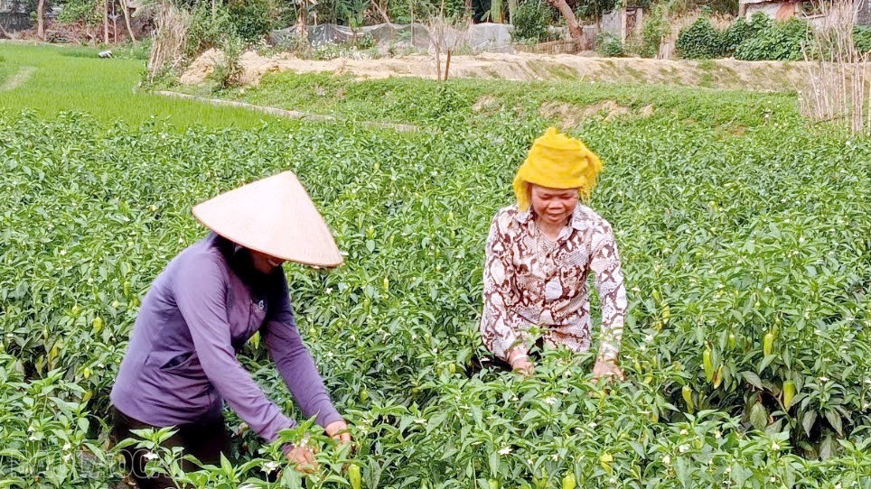 Lào Cai: Cầu Thia nâng cao giá trị cây trồng vụ đông Lào Cai: Cầu Thia nâng cao giá trị cây trồng vụ đông
