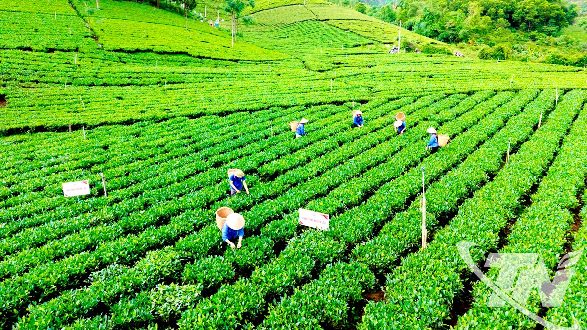 Thái Nguyên: Bản hòa ca của trà, văn hóa và du lịch