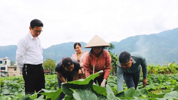 Lào Cai: Cầu Thia nâng cao giá trị cây trồng vụ đông
