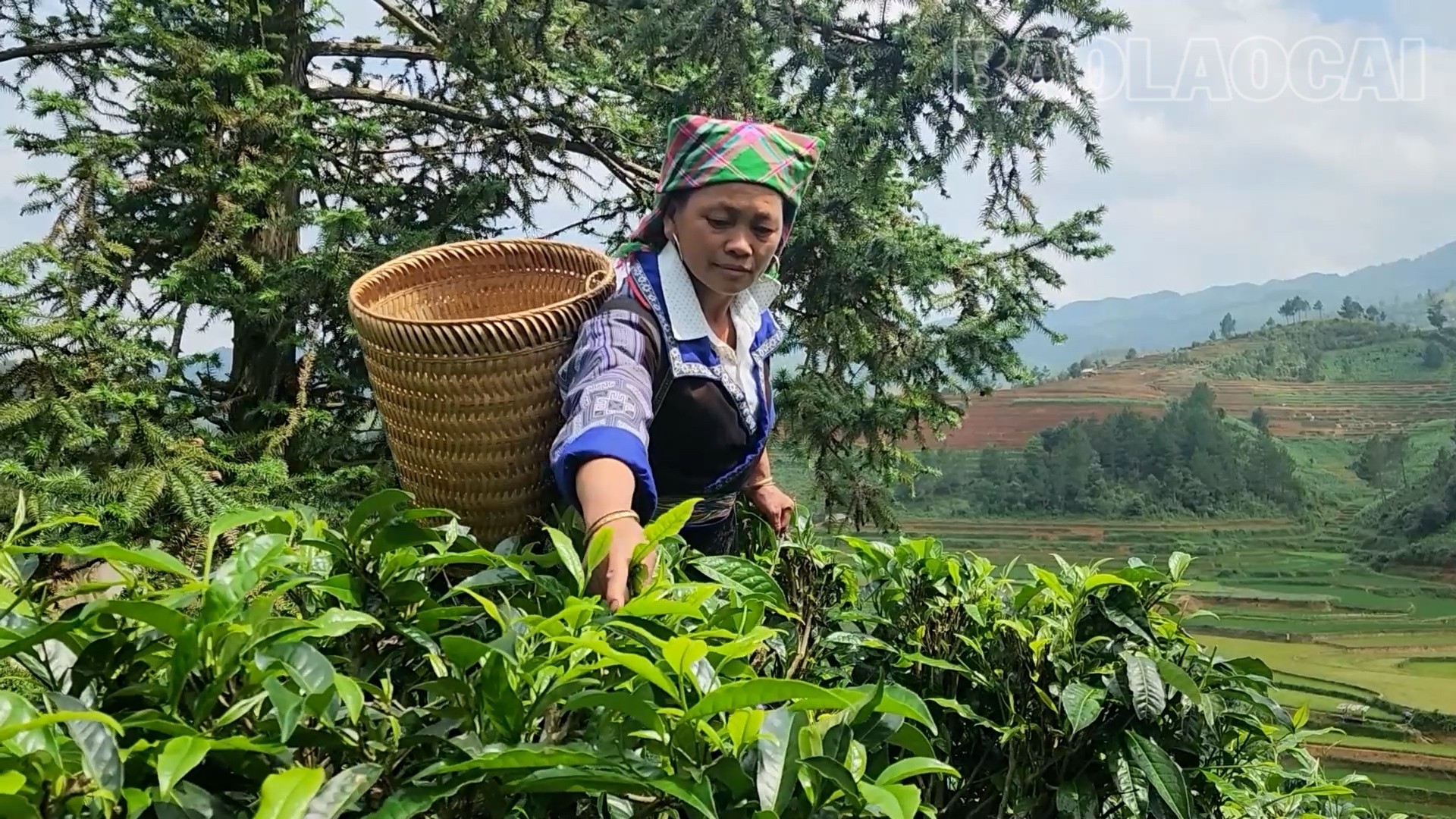 Lào Cai: Púng Luông giữ vững thương hiệu chè Shan tuyết