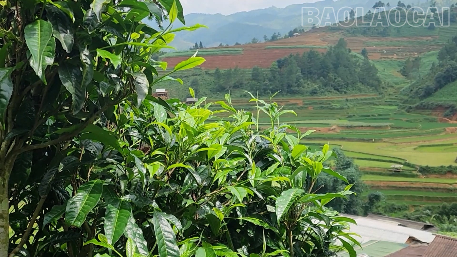 Lào Cai: Púng Luông giữ vững thương hiệu chè Shan tuyết