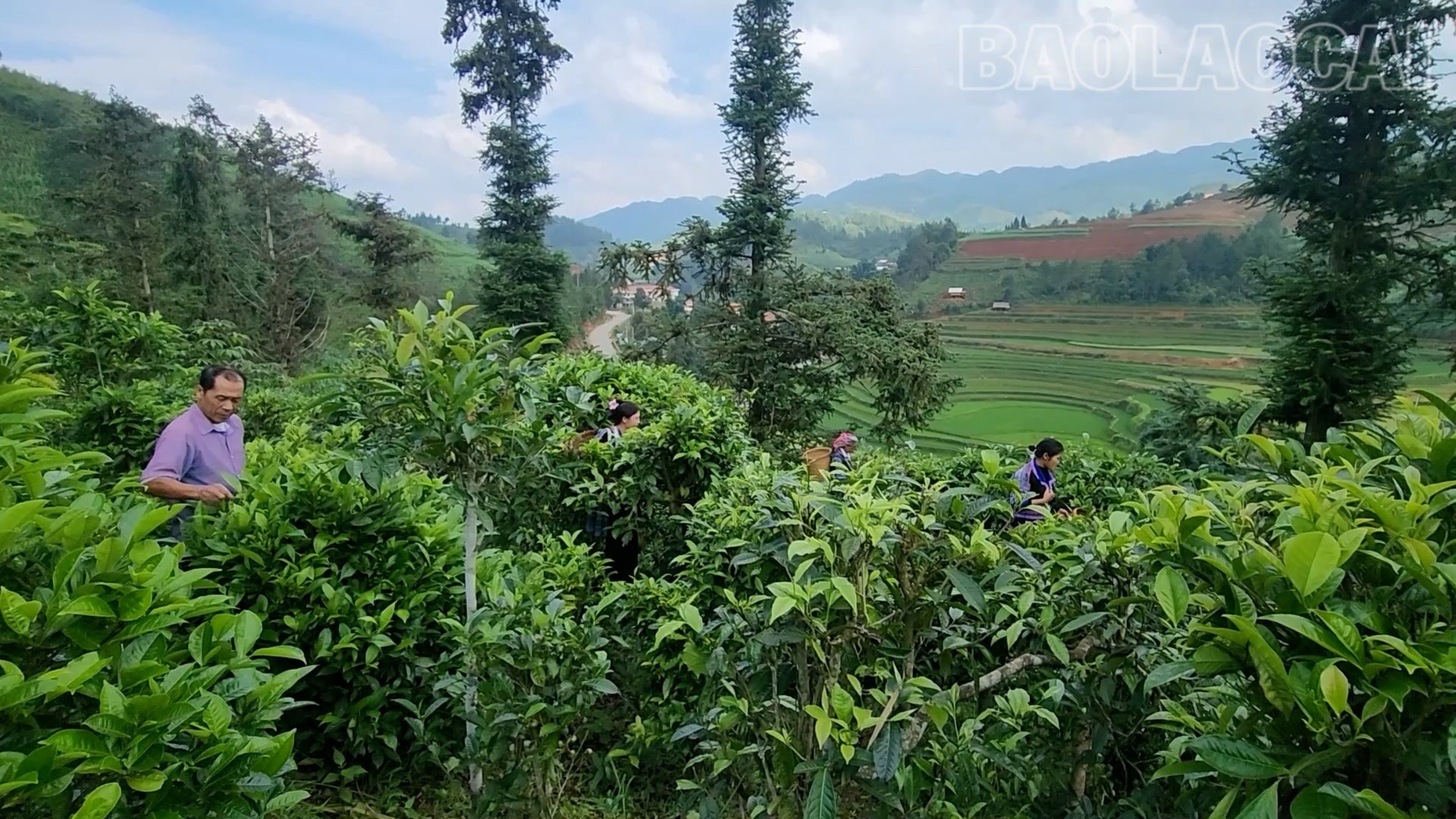 Lào Cai: Púng Luông giữ vững thương hiệu chè Shan tuyết