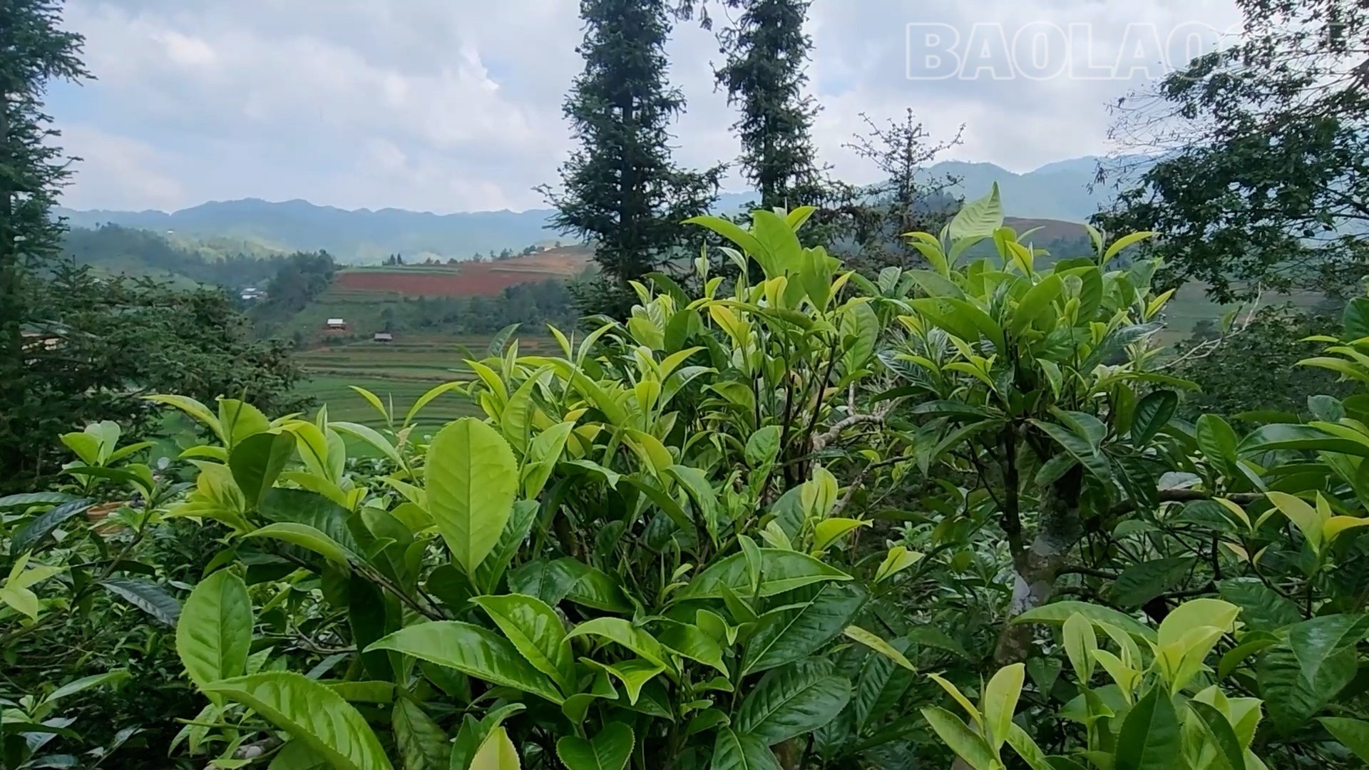 Lào Cai: Púng Luông giữ vững thương hiệu chè Shan tuyết