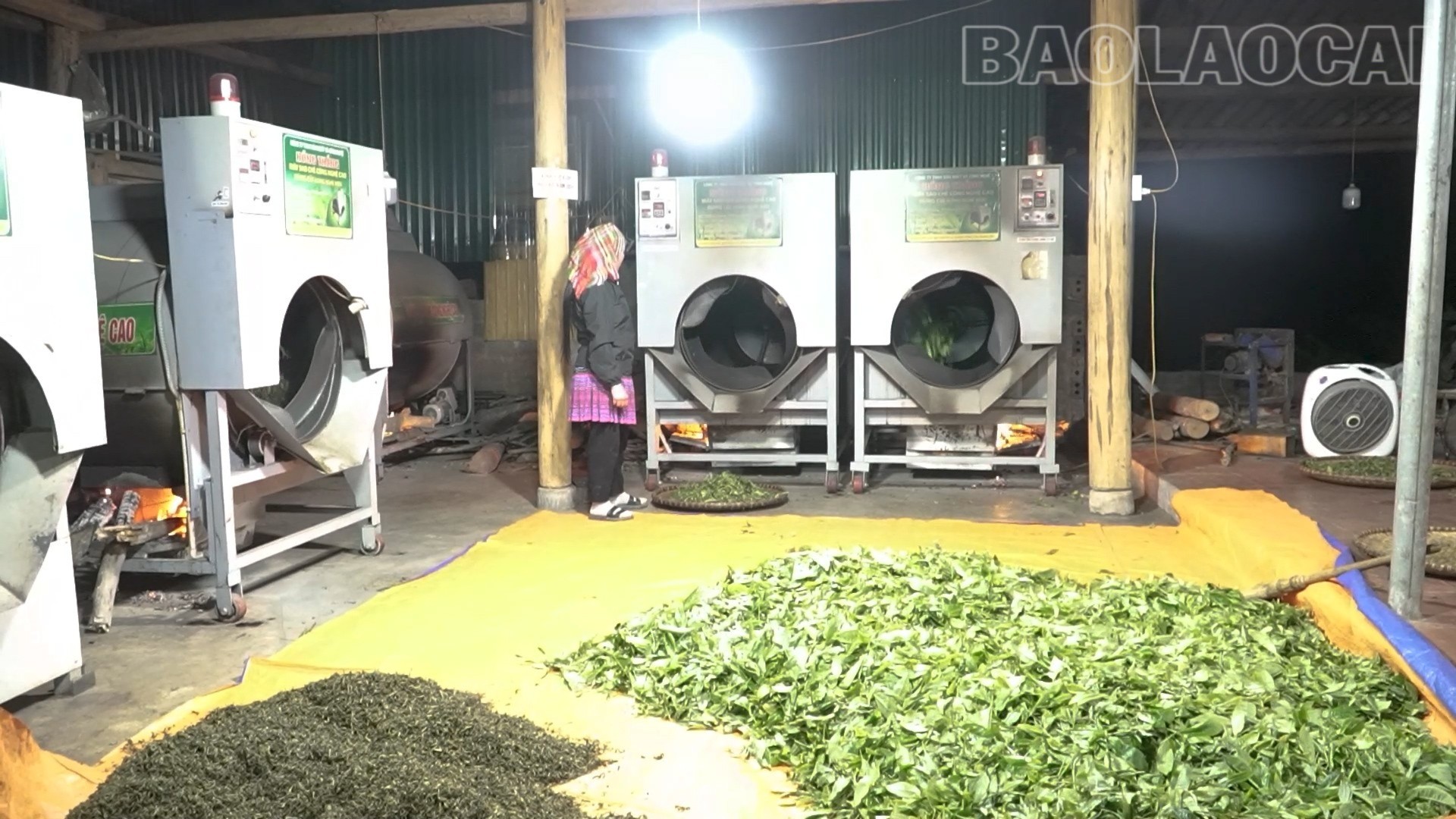 Lào Cai: Púng Luông giữ vững thương hiệu chè Shan tuyết