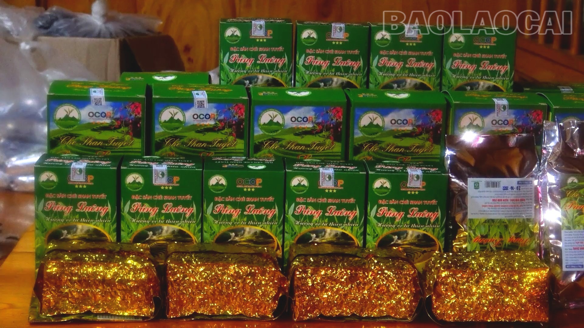 Lào Cai: Púng Luông giữ vững thương hiệu chè Shan tuyết