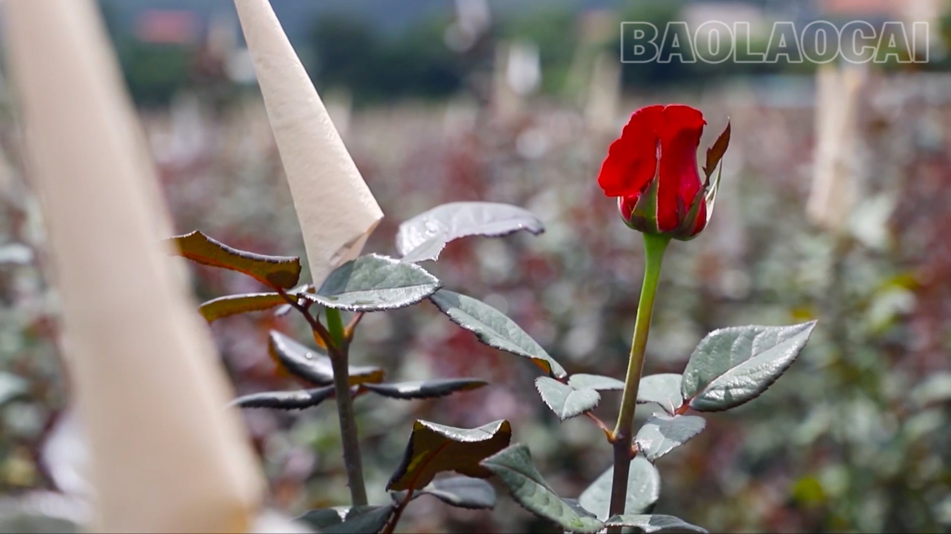 Lào Cai: Thay đổi để vươn lên ở Púng Luông Lào Cai: Thay đổi để vươn lên ở Púng Luông