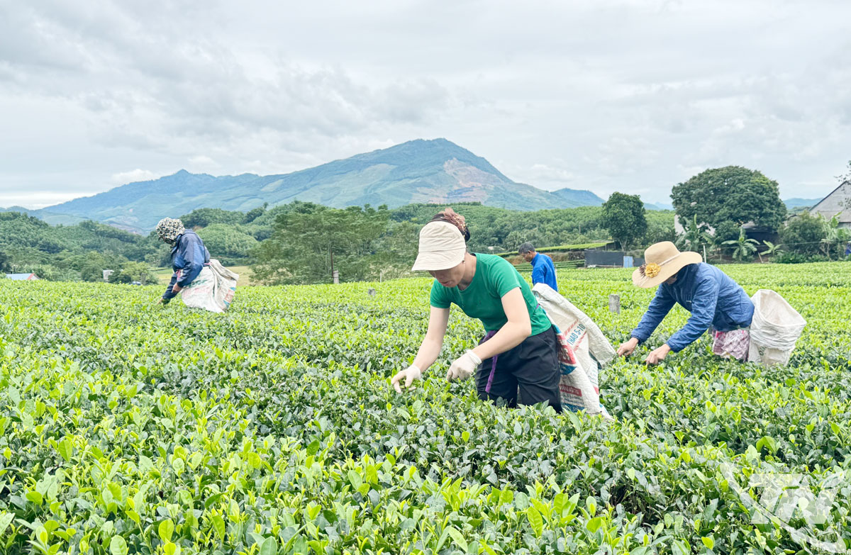 Thái Nguyên: Kinh tế sáng tạo thắp lửa cho làng nghề Thái Nguyên: Kinh tế sáng tạo thắp lửa cho làng nghề